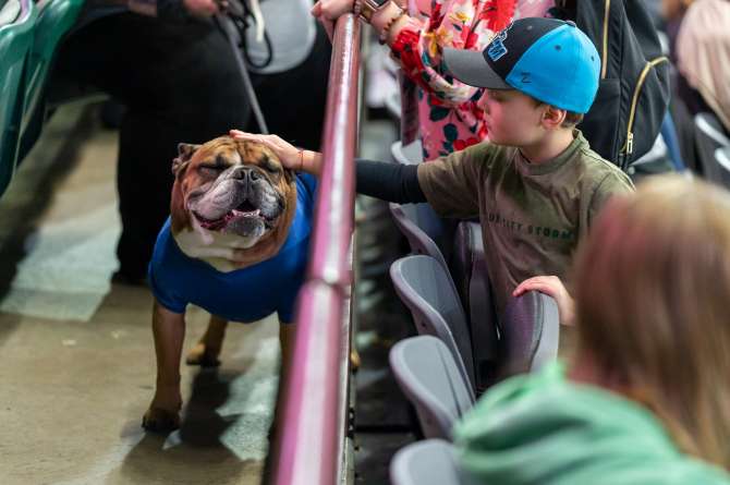 A dog in the stands
